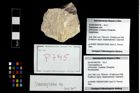 Foto (Objekt + Etikett) von Cracensigillatus sp.  (NHMW-GEO-2014-0194-0795)